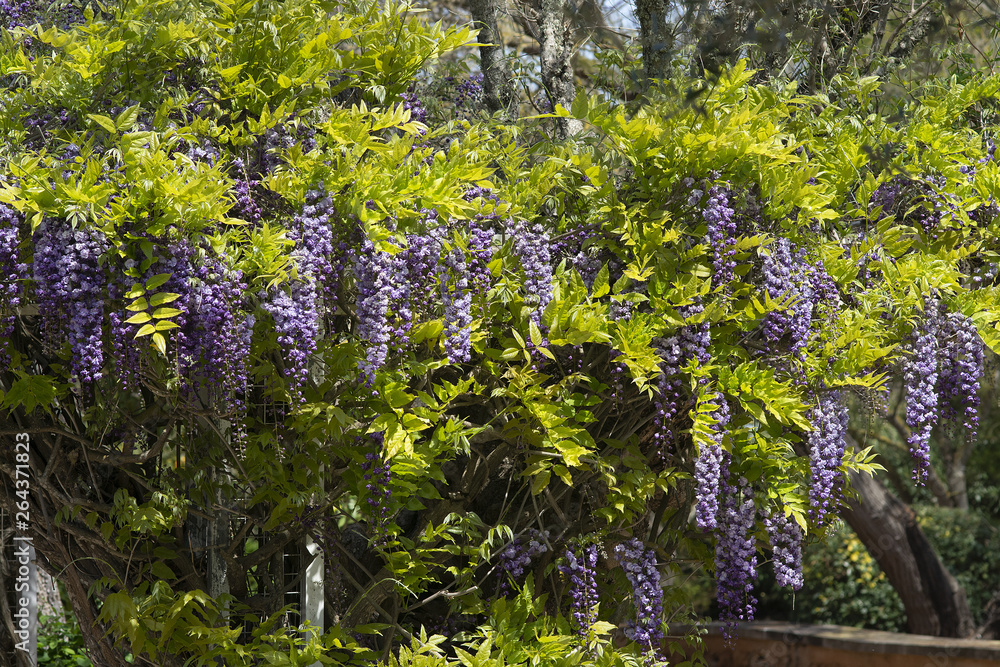 Fototapeta premium Cascade of bright blue and purple wisteria flowers