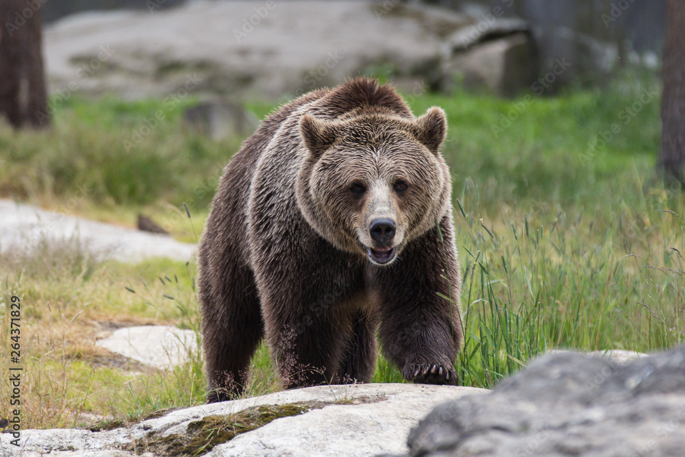 Closeup portrait of huge adult brown bear looking at you. Ursus arctos beringianus. Kamchatka bear.