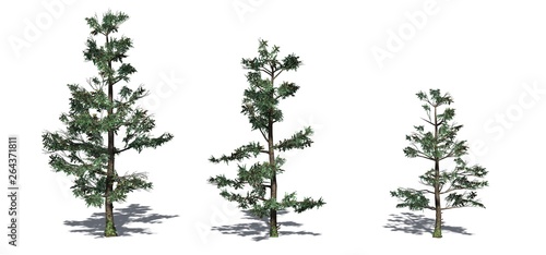 Set of White Fir trees with shadow on the floor - isolated on a white background