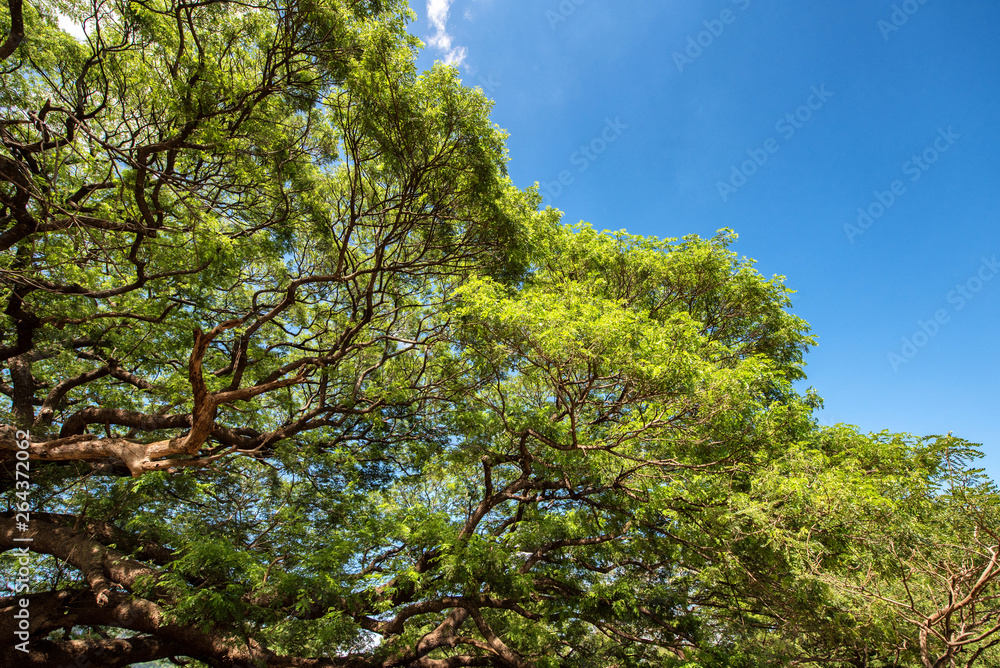 Tree blue sky, tree top against blue sky on a sunny day. Tree blue sky, tree top against blue sky on a sunny day.
