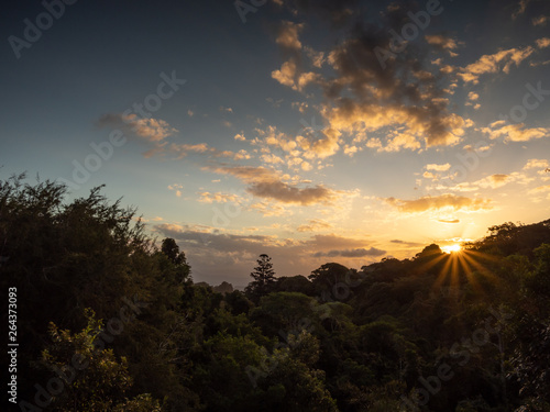 Rain Forest Sunset