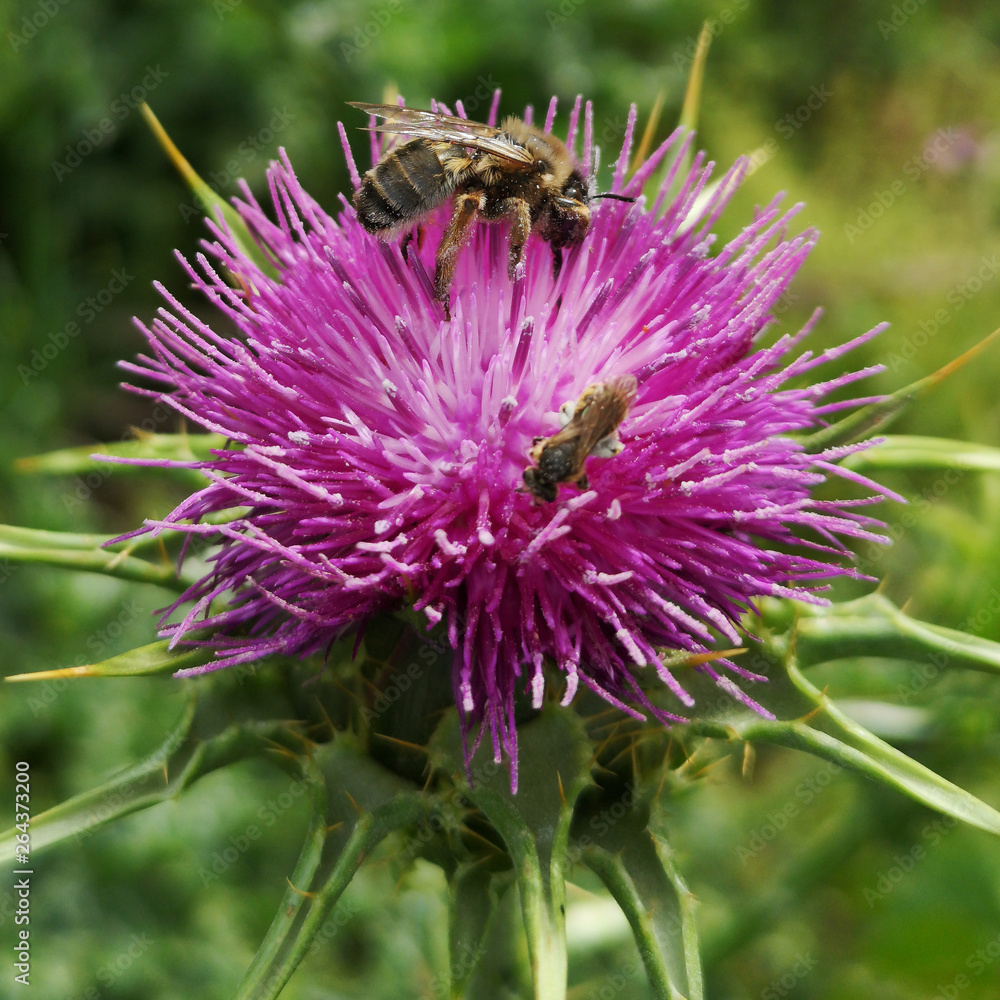 Bee and flower in spring