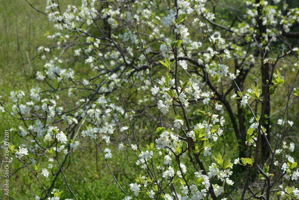 Spring flowers and trees, flowering cherry trees, a lot of white flowers on the branches and tree trunks in the spring sun Spring flowers and trees, flowering cherry trees, a lot of white flowers on the branches and tree trunks in the spring sun