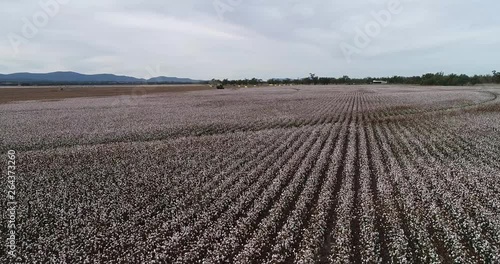 Straight rows of cotton plants with blossoming white boxes harvested by green industrial tractor under blue sky in elevated perspective view on a farm field in Australia. photo