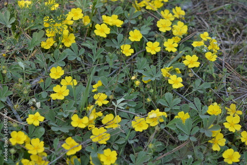 Small field  forest perennial flowers with small yellow buds that are studded with green grass.