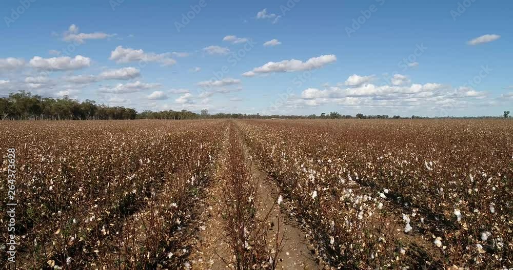 Cotton field in full blossom with white cotton boxes ready to harvest on red soil of australian outback under blue sky - wide agricultural panorama of plain fields. Cotton field in full blossom with white cotton boxes ready to harvest on red soil of australian outback under blue sky - wide agricultural panorama of plain fields.
