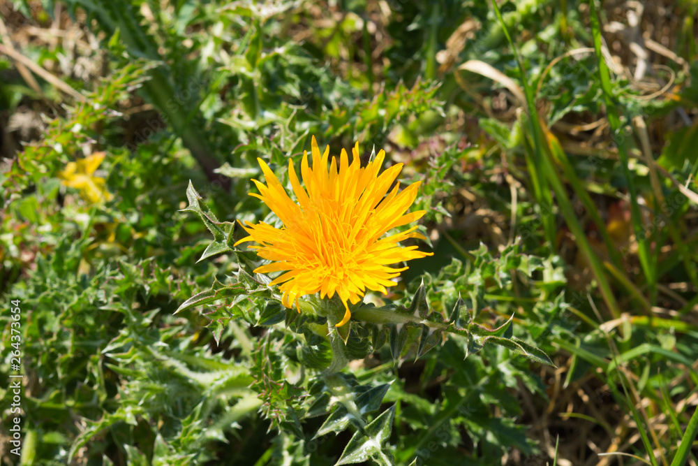 Yellow dandelion flower head in grass Yellow dandelion flower head in grass