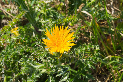 Yellow dandelion flower head in grass