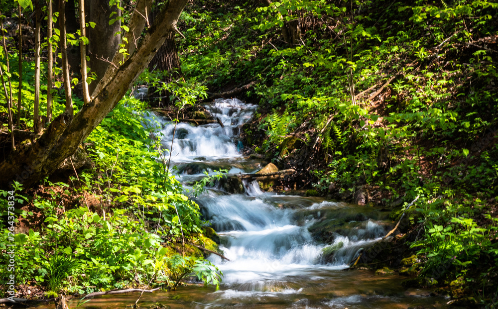 Obraz premium Mountain river with streams like small waterfalls in the forest. Wellhead of river Grza in Serbia in spring.
