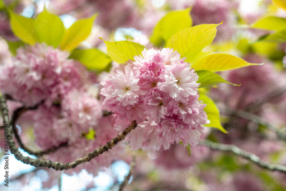 Fototapeta premium Hanami - Cherry Blossom