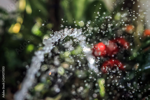 Water droplet in the garden 