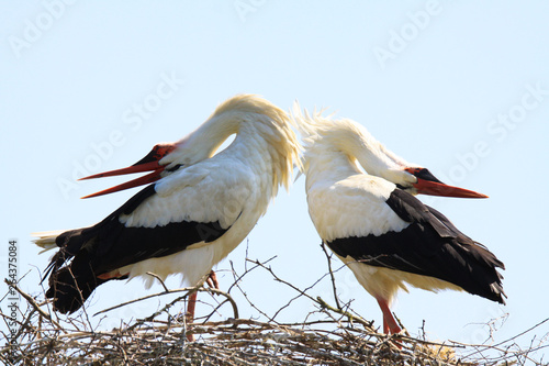 Close up of two white storks (Ciconia Ciconia) in a nest on a tree against blue sky. The storks bending back heads on the back during beak clapping. Brabant, Netherlands.