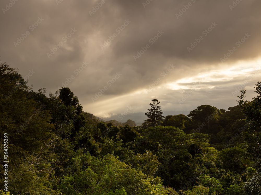 Fototapeta premium Rain Forest Mountains and Moody Weather