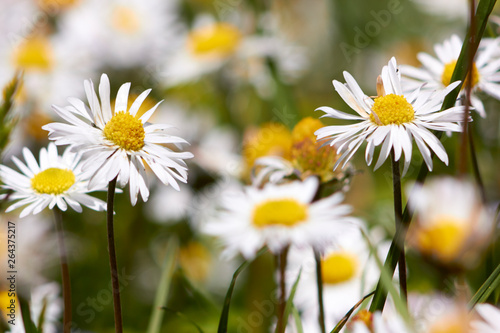 Fototapeta Naklejka Na Ścianę i Meble -  field of daisies