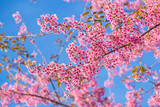 sakura/cherry blossom beautiful pink flower select focus and blurry background