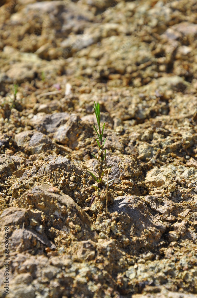 ants in anthill