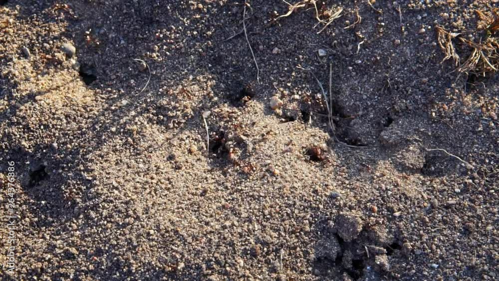 Ant Colony 05 Ant Colony 05