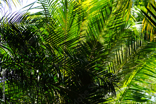 Fototapeta Naklejka Na Ścianę i Meble -  green palm leaf in garden