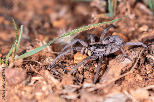 A Tasmanicosa Wolf Spider hunting for food on Red Hill Nature Reserve, Canberra, Australia in April 2019