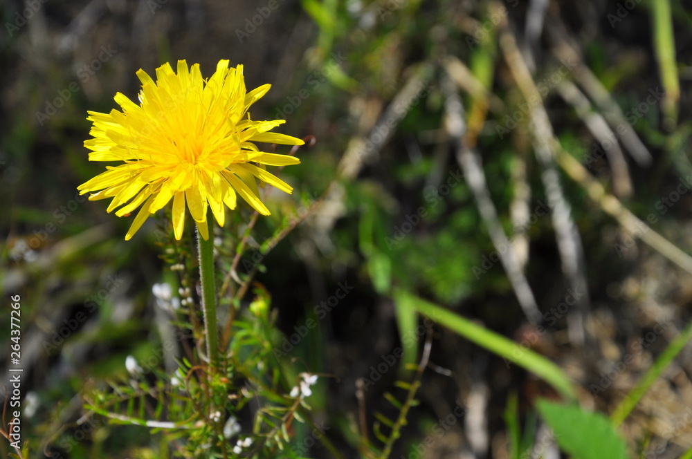 dandelion in grass