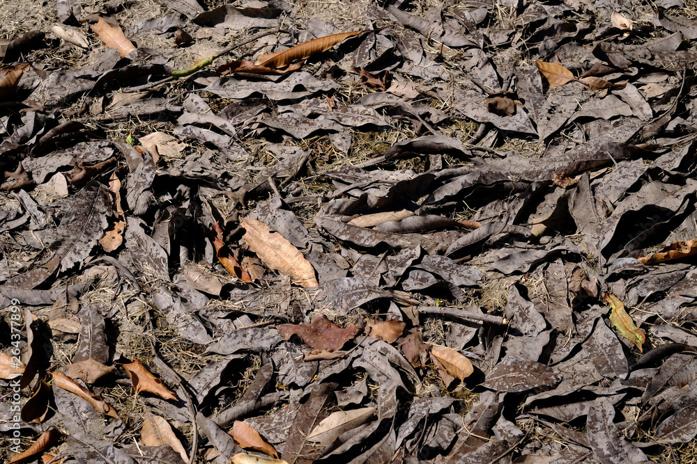 pile of dry autumn leaf on the ground in garden pile of dry autumn leaf on the ground in garden