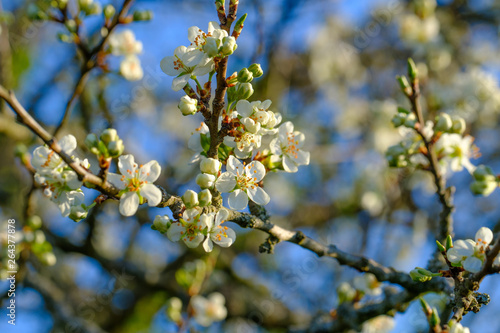 Blühender Apfelbaum (Obstbaum-Blüte)