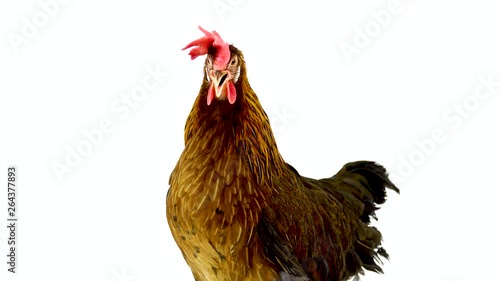 cluck Italian partridge chicken isolated on white screen. sound