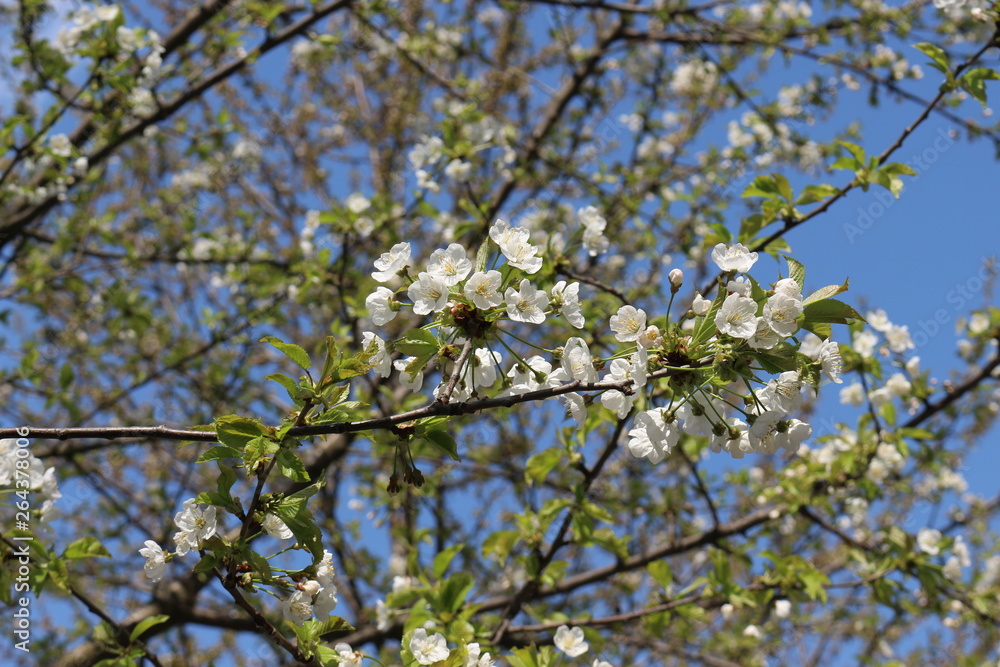  The fruit tree blooms with delicate fragrant white flowers on a sunny spring day