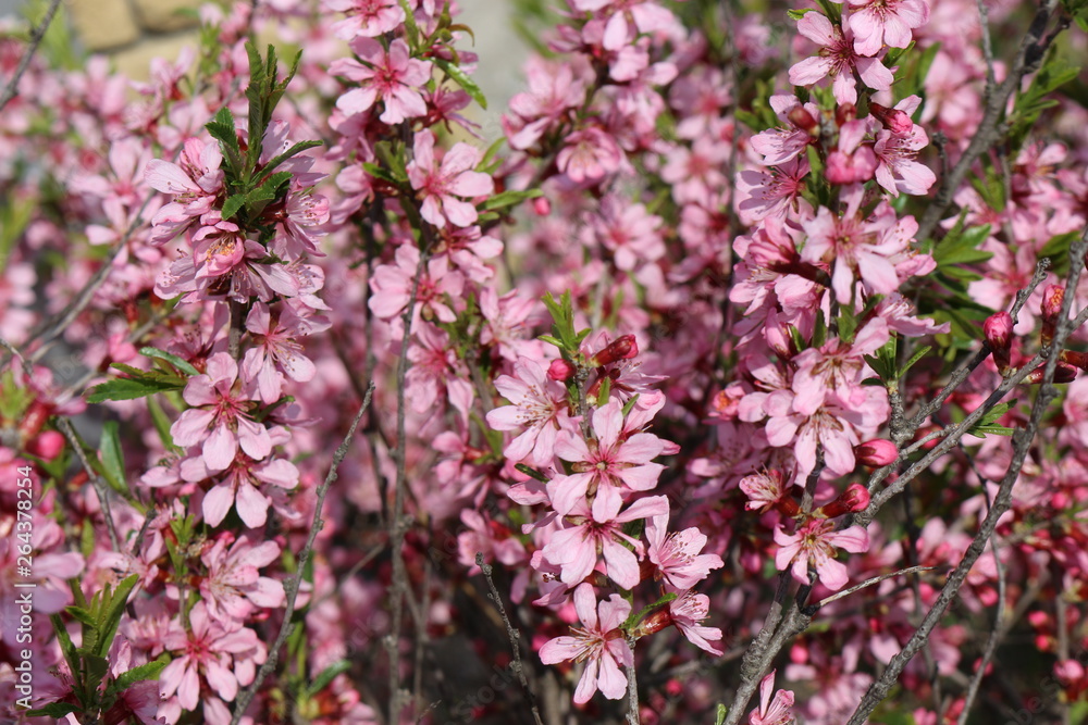 Peach bloomed bright pink flowers on a sunny spring day Peach bloomed bright pink flowers on a sunny spring day