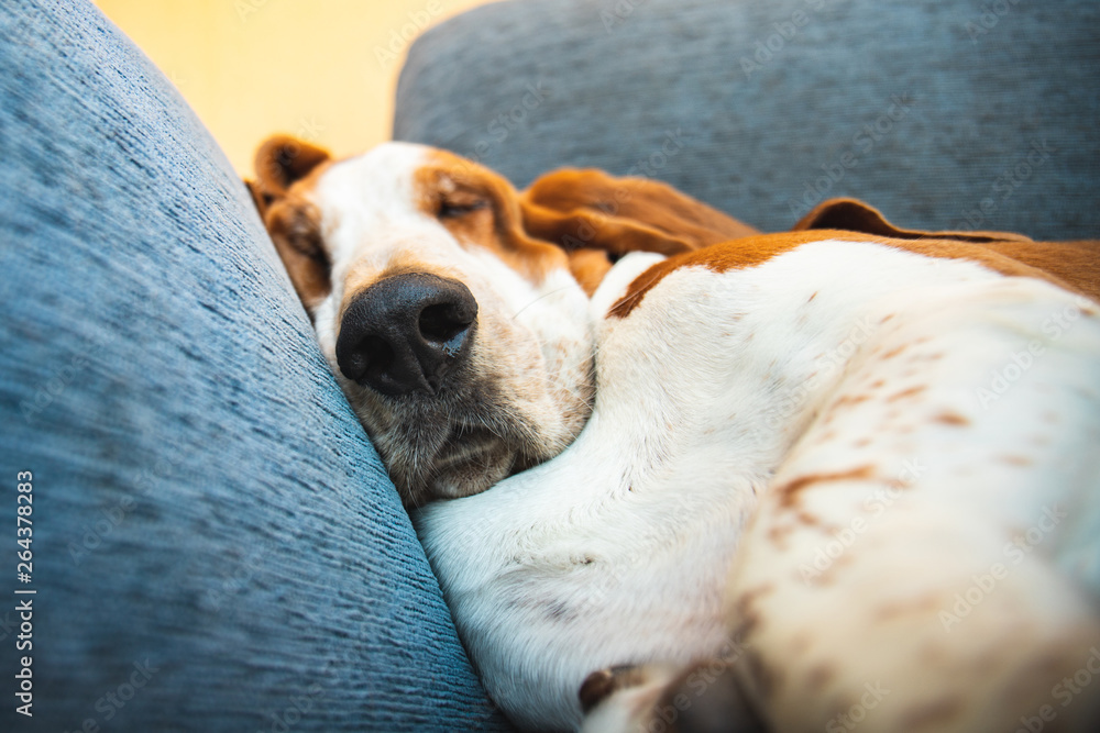 Dog sleeping comfortably and deeply with muzzle and big ears conveying