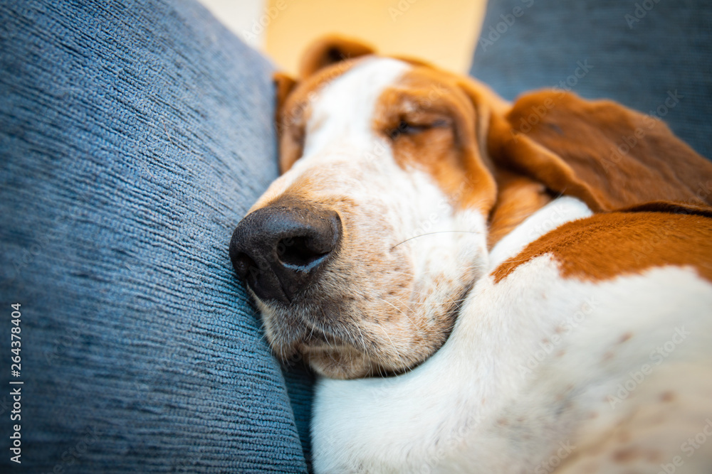 Dog sleeping comfortably and deeply with muzzle and big ears conveying a relaxing sensation. Cute brown and white Basset Hound puppy Stock Foto Adobe Stock