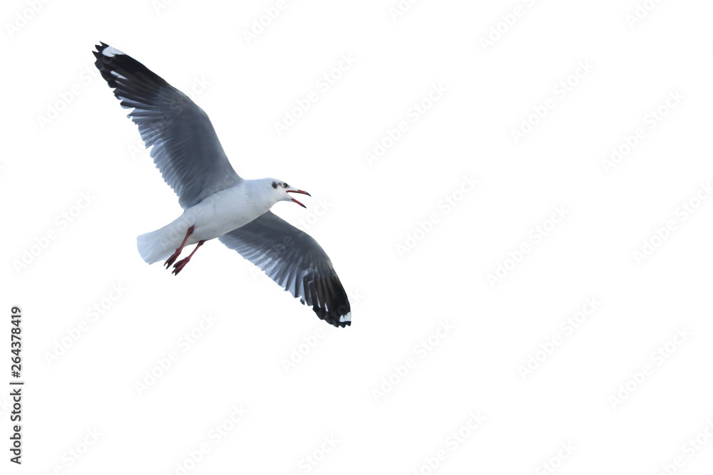 Fototapeta premium Seagulls are flying beautifully, white background.
