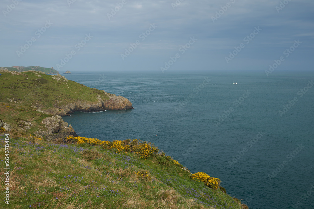 Spring flowers on the coast of Pembrokeshire in Wales, United Kingdom. Island of Skomer in the background.
