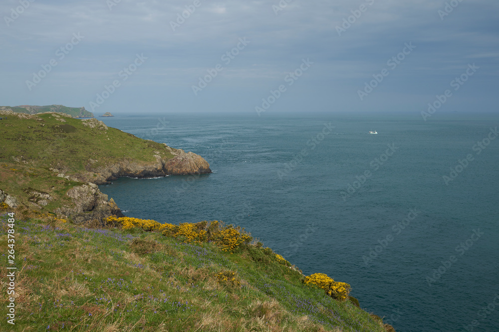 Spring flowers on the coast of Pembrokeshire in Wales, United Kingdom. Island of Skomer in the background. Spring flowers on the coast of Pembrokeshire in Wales, United Kingdom. Island of Skomer in the background.