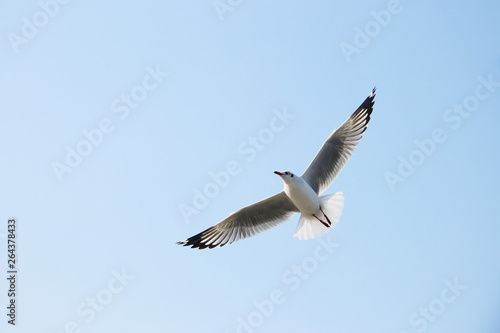 A seagull is flying beautifully.