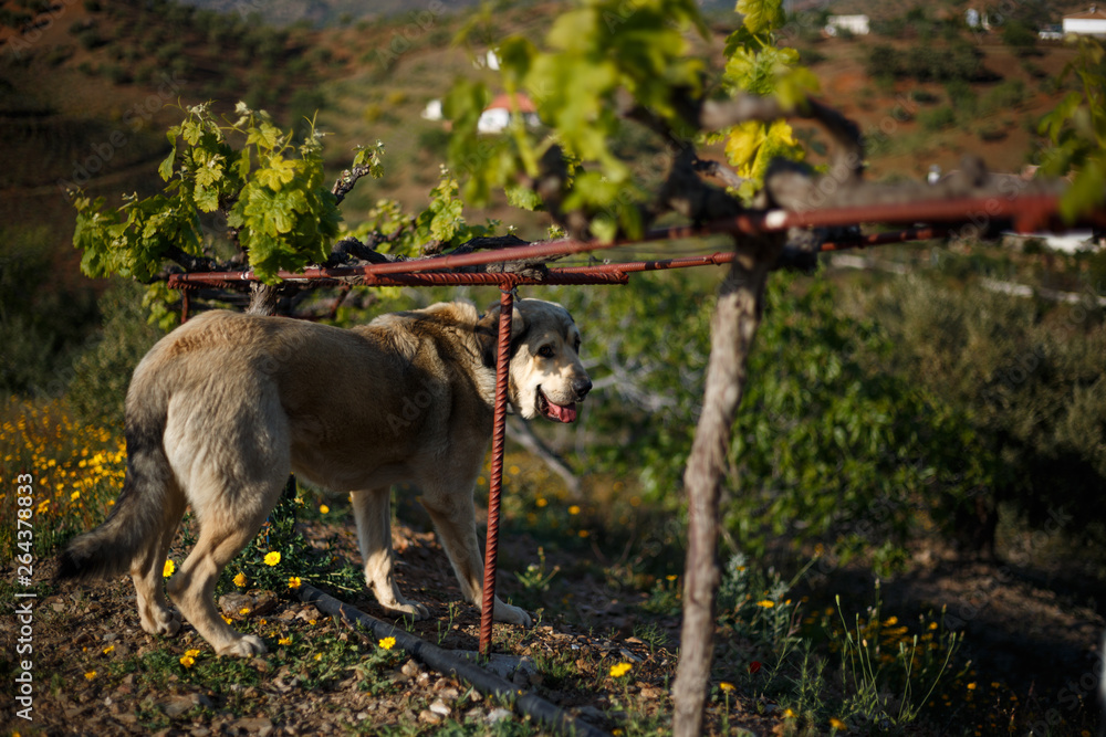 Spanish mastiff on a field with vineyard