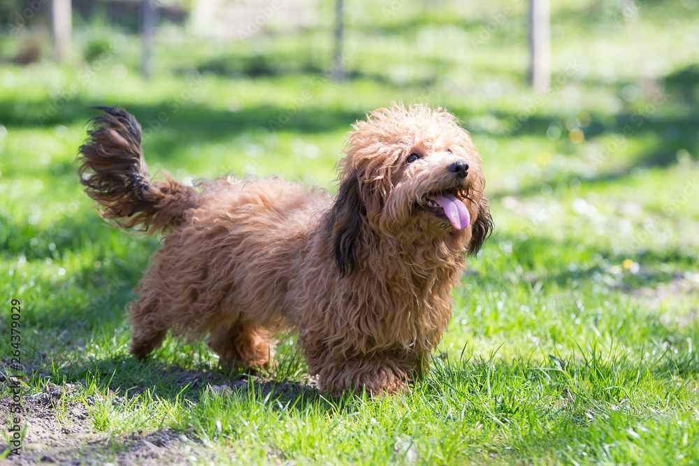 Fototapeta premium little havanese dog in nature