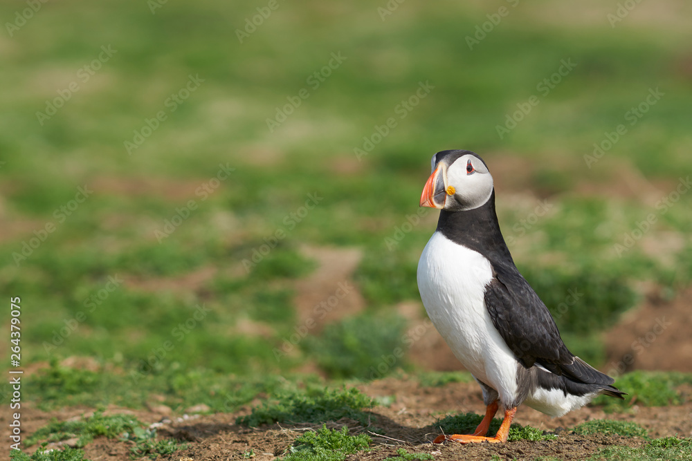 Atlantic puffin (Fratercula arctica) in spring on Skomer Island off the coast of Pembrokeshire in Wales, United Kingdom Atlantic puffin (Fratercula arctica) in spring on Skomer Island off the coast of Pembrokeshire in Wales, United Kingdom