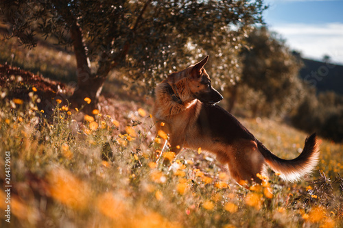 German shepherd playing on field of yellow flowers and olive trees