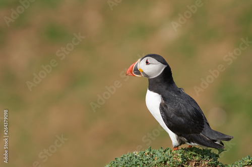 Atlantic puffin  Fratercula arctica  in spring on Skomer Island off the coast of Pembrokeshire in Wales  United Kingdom        