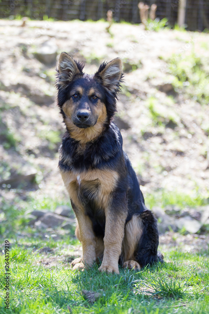 german shepherd dog german shepherd dog