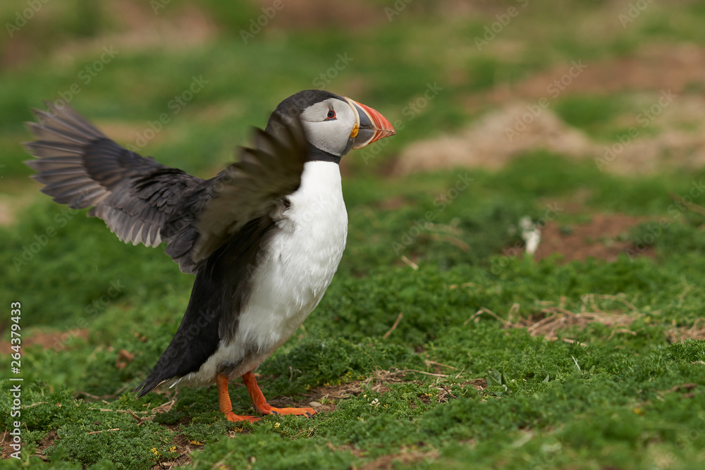 Atlantic puffin (Fratercula arctica) in spring on Skomer Island off the coast of Pembrokeshire in Wales, United Kingdom Atlantic puffin (Fratercula arctica) in spring on Skomer Island off the coast of Pembrokeshire in Wales, United Kingdom