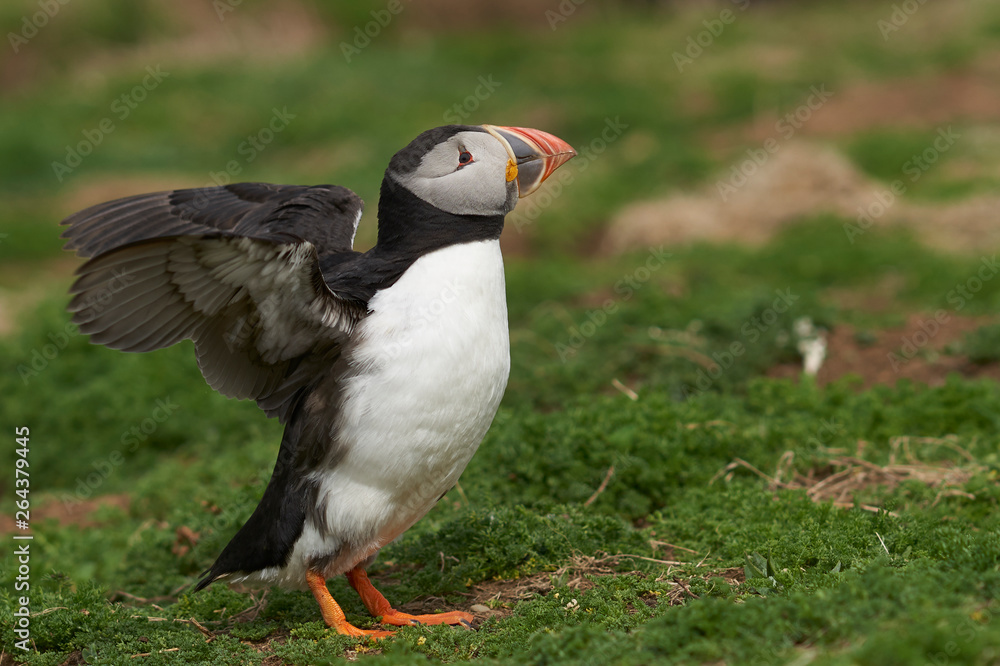 Atlantic puffin (Fratercula arctica) in spring on Skomer Island off the coast of Pembrokeshire in Wales, United Kingdom Atlantic puffin (Fratercula arctica) in spring on Skomer Island off the coast of Pembrokeshire in Wales, United Kingdom