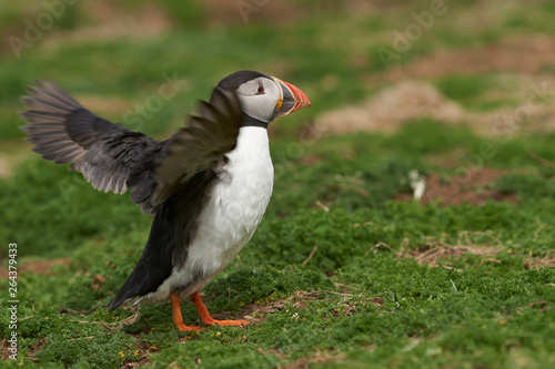 Atlantic puffin (Fratercula arctica) in spring on Skomer Island off the coast of Pembrokeshire in Wales, United Kingdom         © JeremyRichards