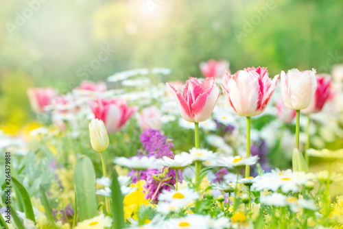 春の花　花壇