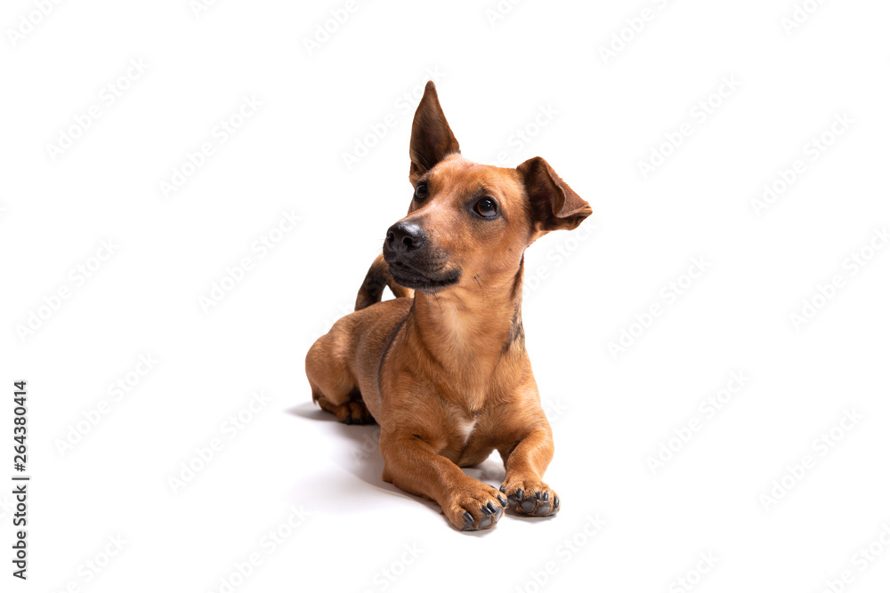 Fototapeta premium Young and small brown dog isolated on a white background