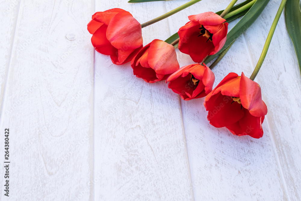 A bouquet of red tulips on the background of white boards. Place for text. The concept of spring has come.