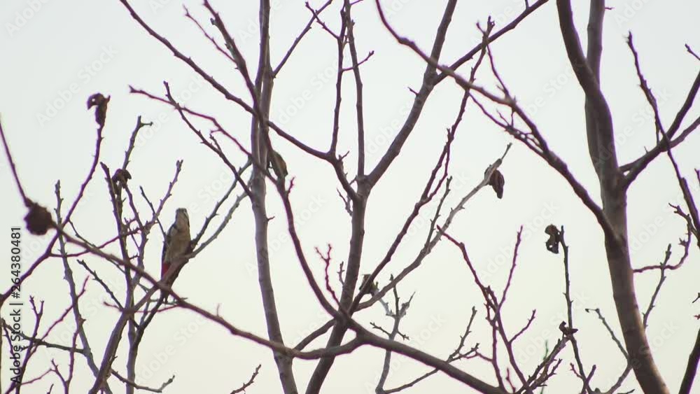 Closeup of woodpecker jumping at trunk in super slow motion Closeup of woodpecker jumping at trunk in super slow motion