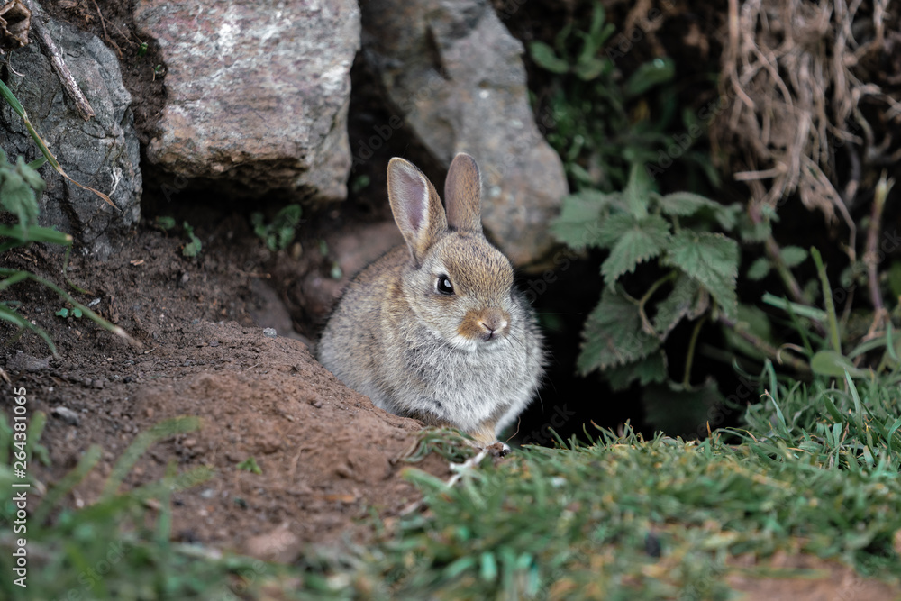 Fototapeta premium wild rabbit in the grass