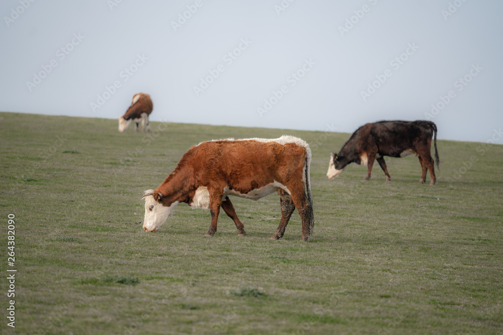 cows graze in the meadow and blue sky cows graze in the meadow and blue sky